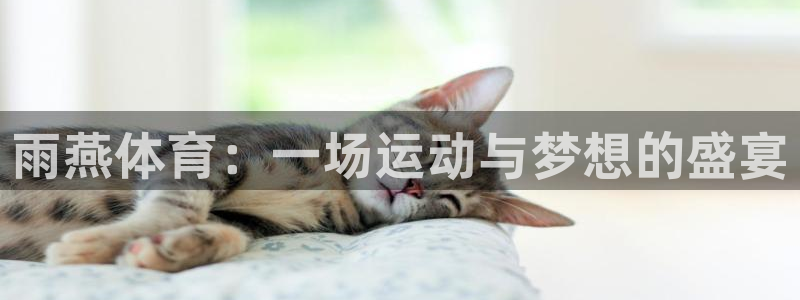松鼠看球直播：雨燕体育：一场运动与梦想的盛宴